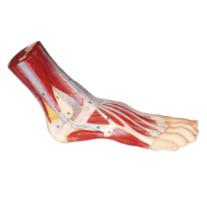 Foot muscle model with main vascular nerve